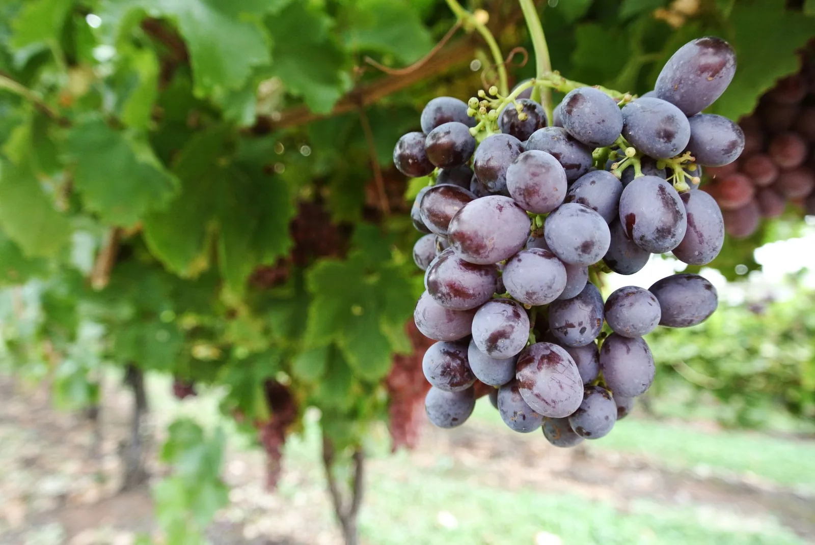 Une grappe de raisin sombre sur la vigne.